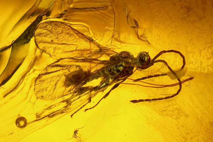 Fossil Fungus Gnat (Sciaridae) & Wasp (Hymenoptera) In Baltic Amber #170051